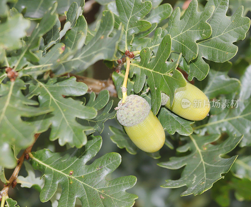 长柄栎(Quercus robur)